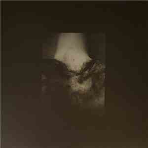 Common Eider, King Eider - A Wound Of Body download free