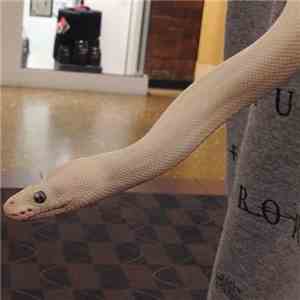 DJ Scallion - snakes in my dream [MIX] download free