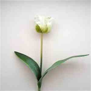 Nobuto Suda - Of White Flowers Tinged With Green download free