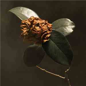 St. Paul & The Broken Bones - Young Sick Camellia download free